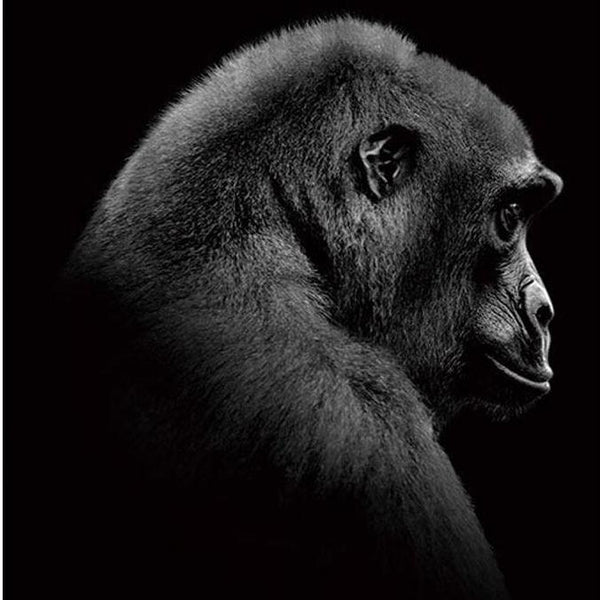 Gorilla Animal PIX-242