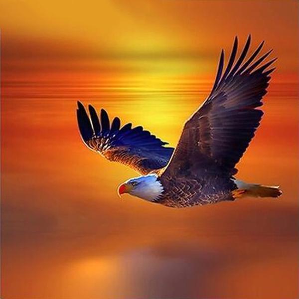 Eagle Orange Sunset PIX-304