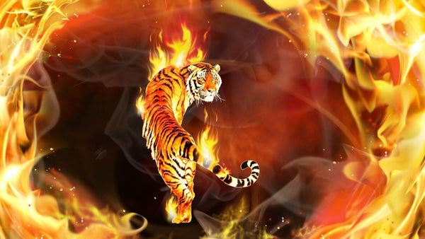 Tiger Fire PIX-359