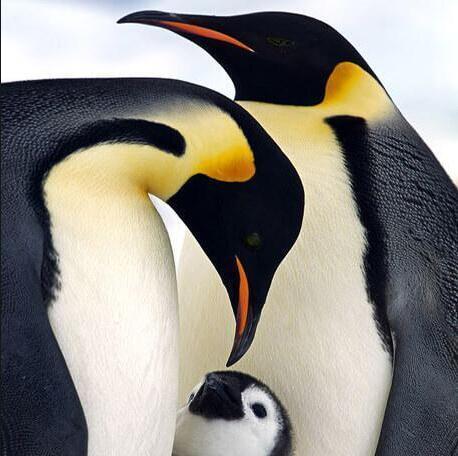 Family Of Penguins PIX-458