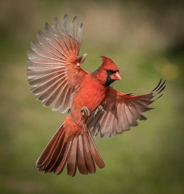 Cardinal Flight PIX-537