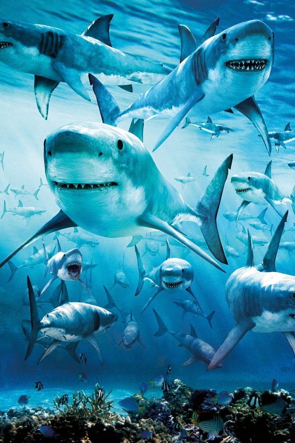 Sharks Animal PIX-1309